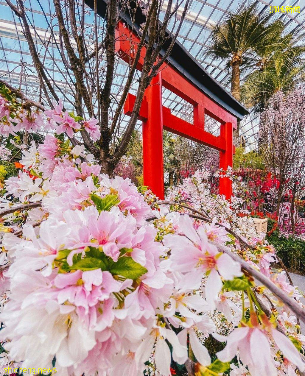 化身花仙子🧚‍♀新加坡9大花海打卡地🌷 天天鮮花盛放、美如仙境，出片率百分百