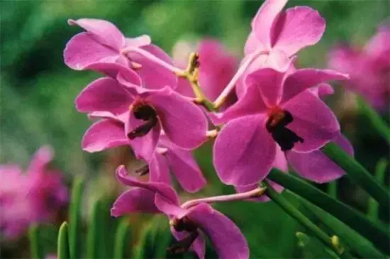 胡姬花～新加坡国花