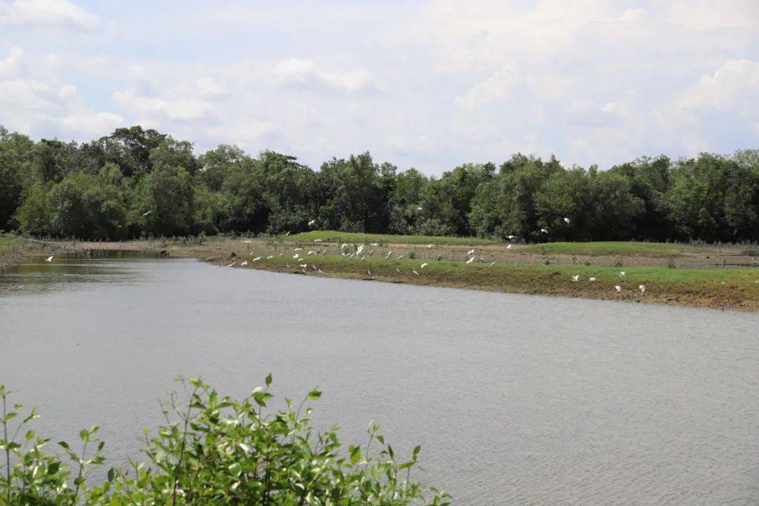 3天小長假！請來新加坡最美的濕地，超500種熱帶動植物免費看