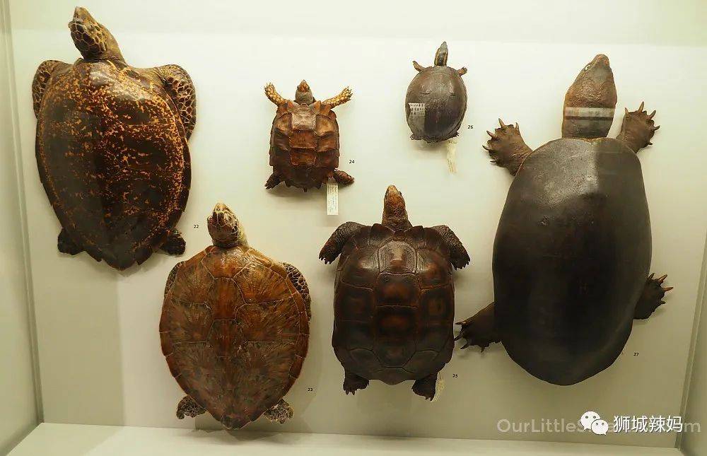 恐龍化石、抹香鯨骨架、初代巨星阿明……100W+動植物標本竟然藏在新加坡這個地方