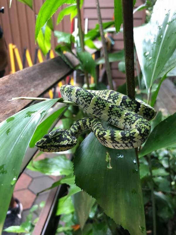 李顯龍總理發了這張小動物照片，竟引來無數人自曝