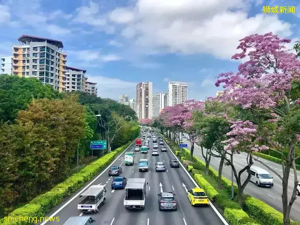 新加坡全島各地現“新加坡櫻花”景象！多種櫻花讓你一飽眼福