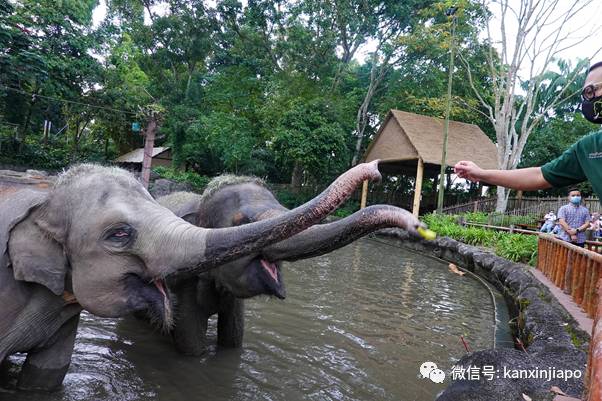 动物园独家闪促优惠!李显龙带头探访小动物
