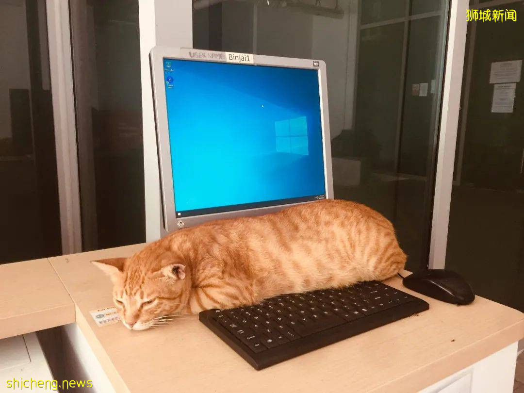 《南洋理工大學撸貓指南》