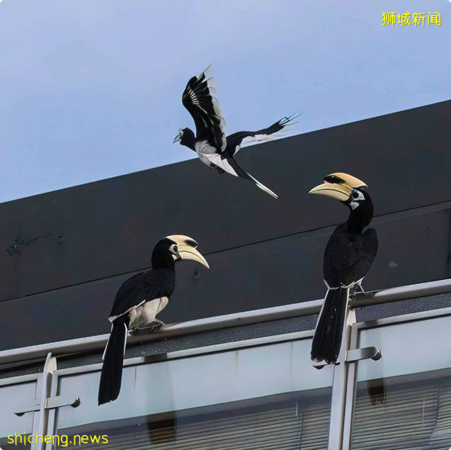 旧荷兰路拍到野生犀鸟, 毫不客气把其他小鸟当零食