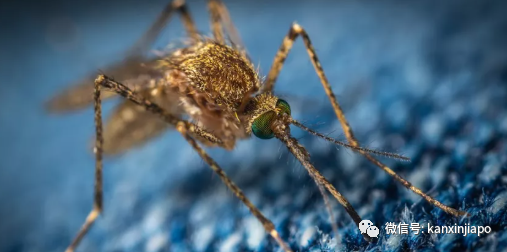 新加坡登革热病例飙升超过1.7万例,中国大使馆提醒公民注意这些防范措施