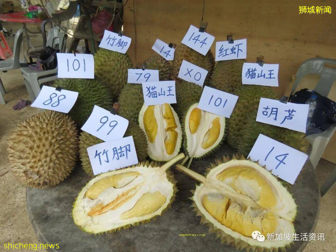 獅城“榴梿”往返