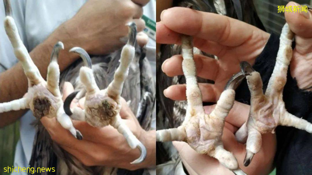 NUS研发3D打印鞋治疗鸟类足部疾病