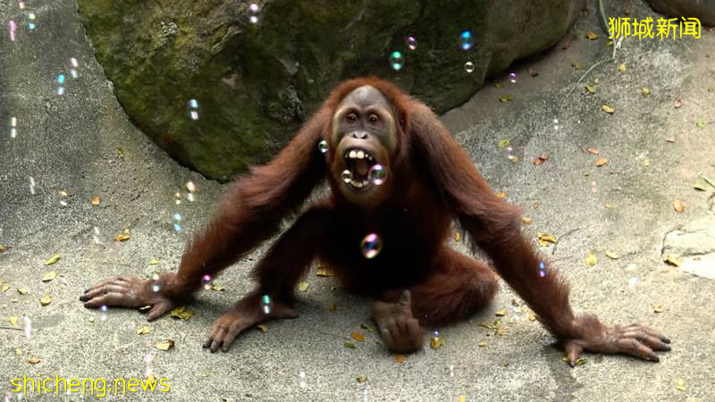 解封後，新加坡有“一對情侶”在馬路上沒戴口罩，公然擁抱!