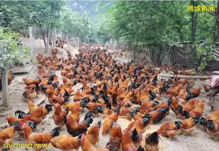 新加坡“搶雞潮”何時休？滿山是雞的印尼表示：愛莫能助