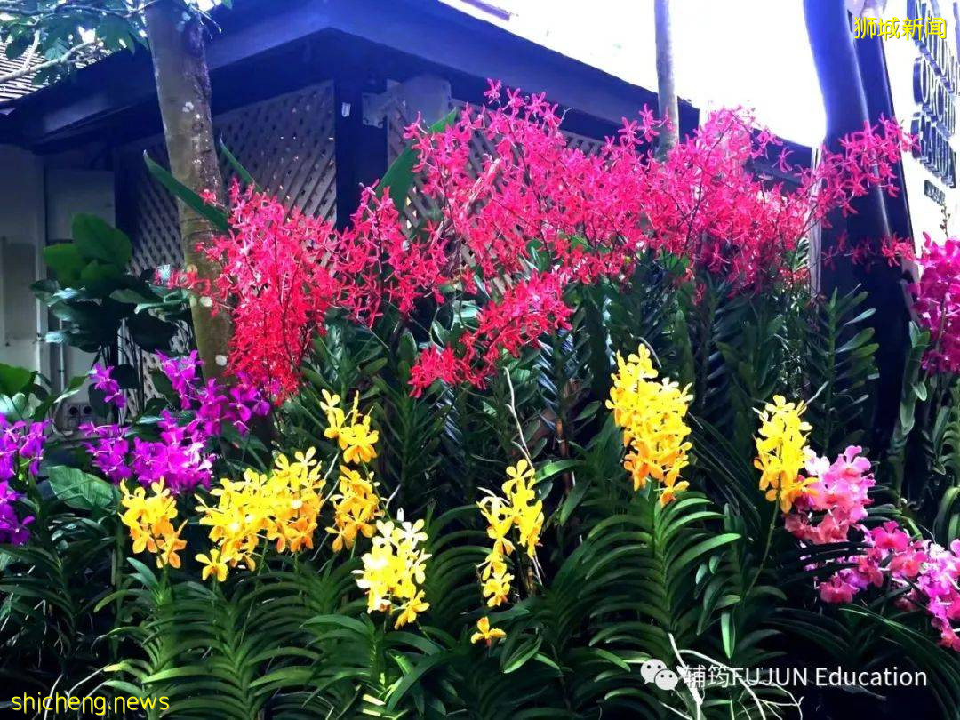 跟着小筠去游“新马”——新加坡吃喝玩乐(中篇)