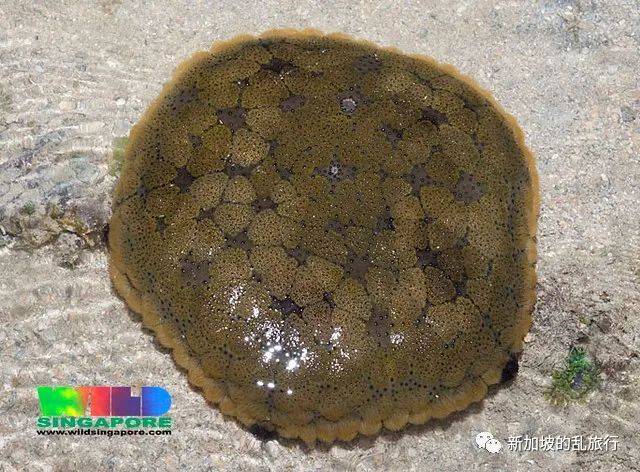 去新加坡最漂亮的岛上寻找海星