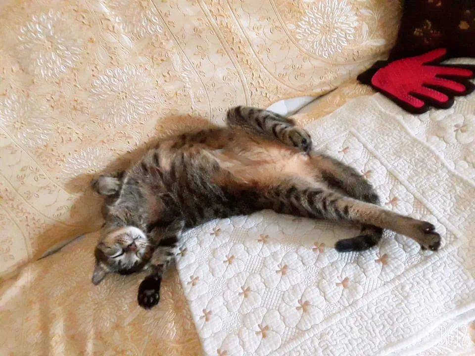 连续暴雨多天，终于在新加坡看到了黄河