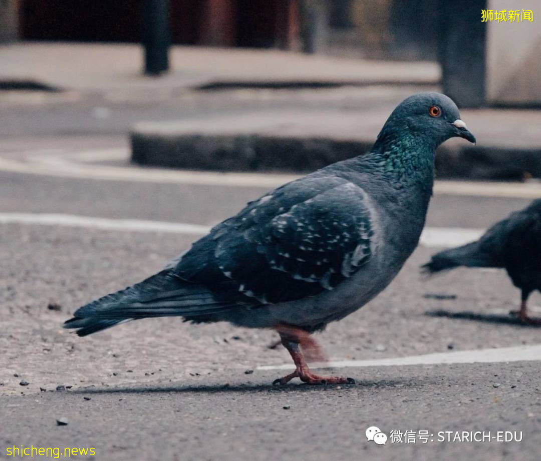 新加坡租屋区出现鸳鸯!你认识坡岛上这三种常见小鸟吗