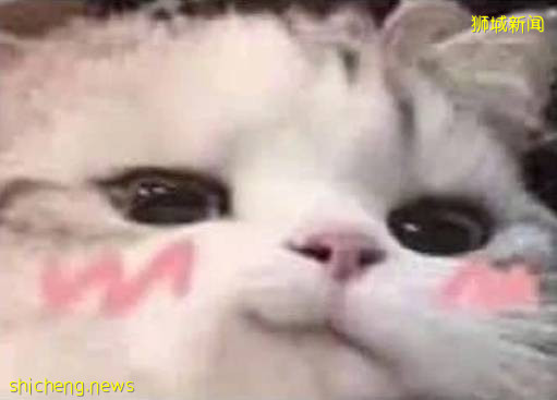 求求你,不要再说自己了解新加坡留学了