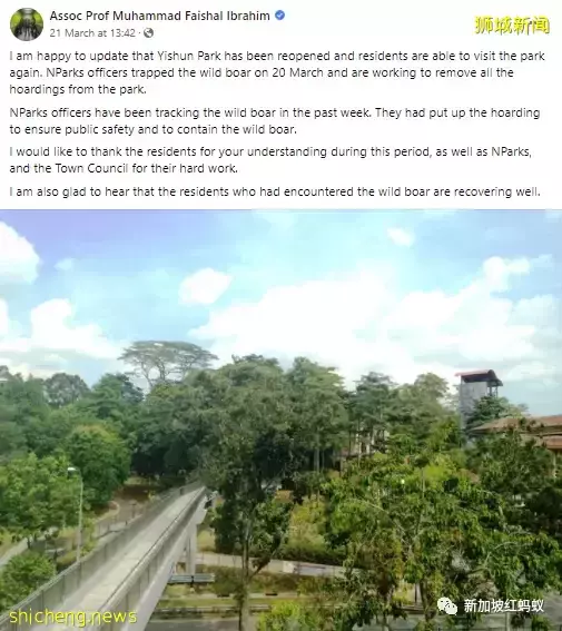 新加坡绿化太成功也很让人苦恼　野生动物招摇过市越来越普遍