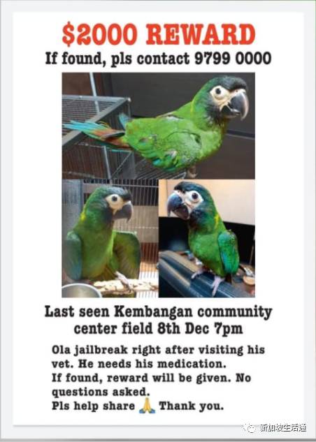 鹦鹉“離家出走” 新加坡男子懸賞2000元尋找