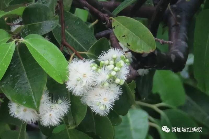 北半球9月刚入秋,新加坡却迎来“第二春”