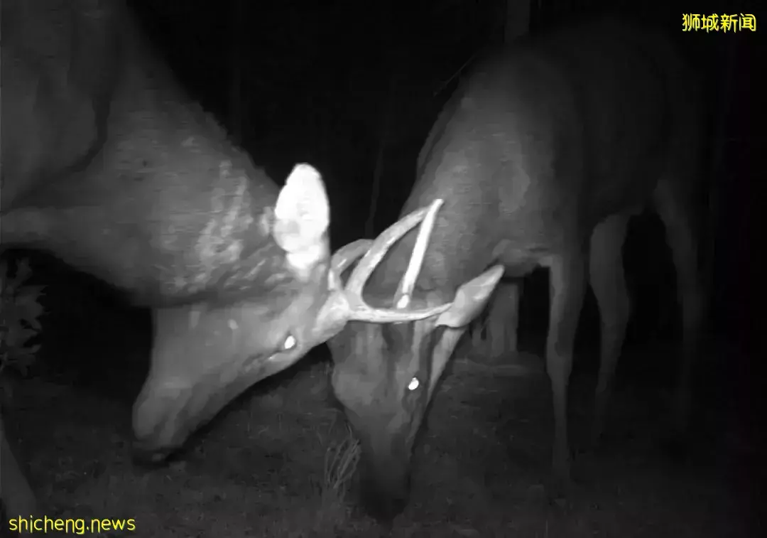 在新加坡,动物过马路能用天桥?有70种野生动物都在用