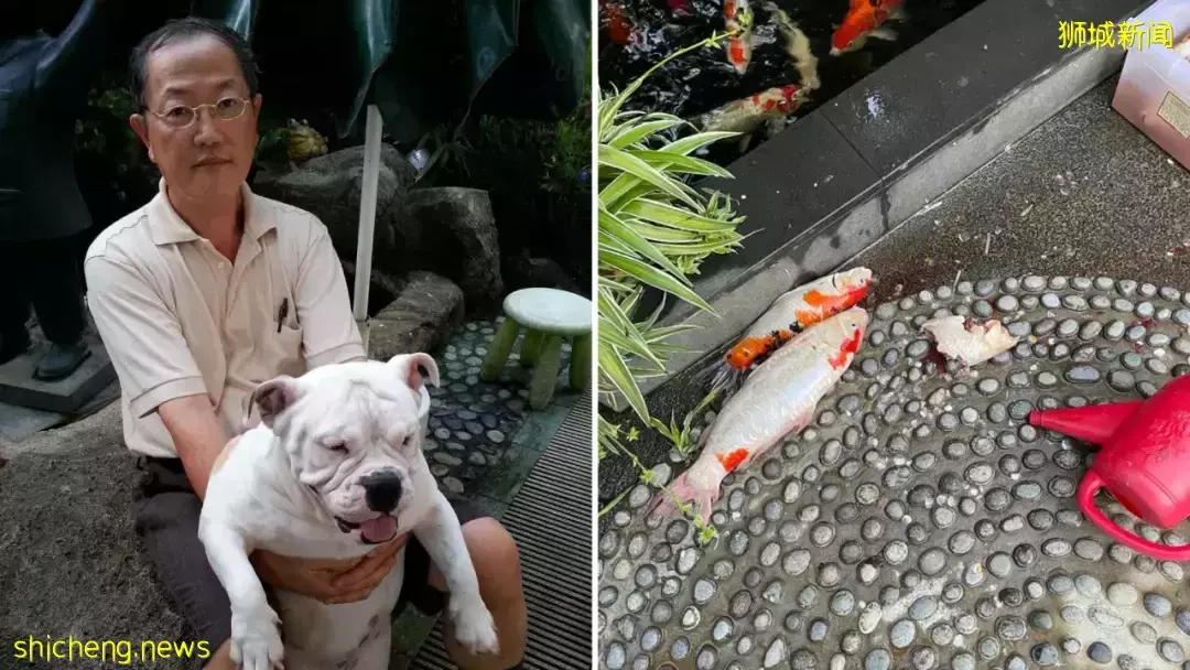 家犬逝世才一周，水濑马上行动，50多条金鱼被“斩首”，新加坡屋主损失惨重