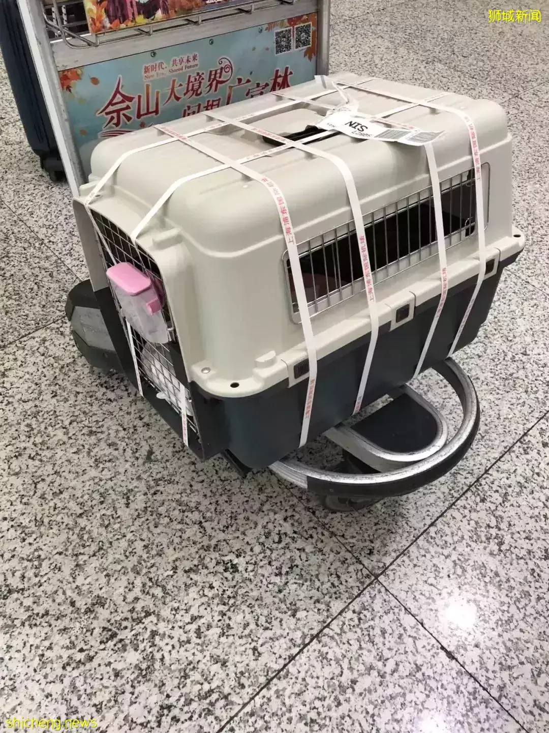 耗时6个月,隔离30天,我的宝贝终于来新加坡跟我团聚了