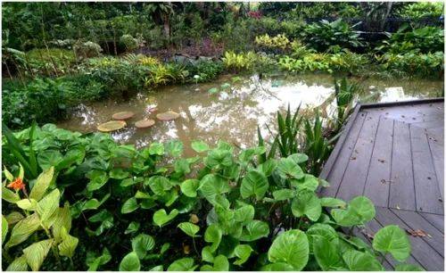 新加坡植物園3月最新兒童樂園,你肯定沒去過!16大遊玩攻略,走起