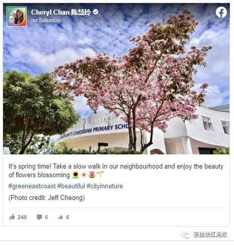 新加坡也有“櫻花”？看看當地領導們如何當起賞花向導