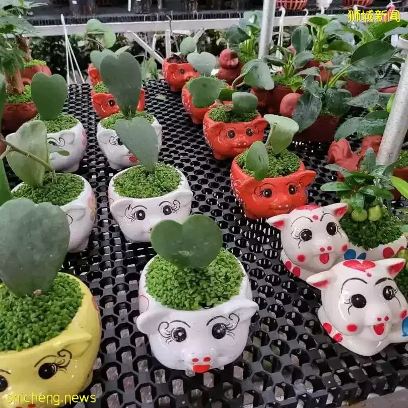 本周日！親子DIY盆栽、打卡越南網紅餐廳、了解新加坡曆史，搶位中