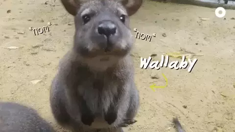 小坡島種草機!春遊野餐正當時,讓大自然治愈你