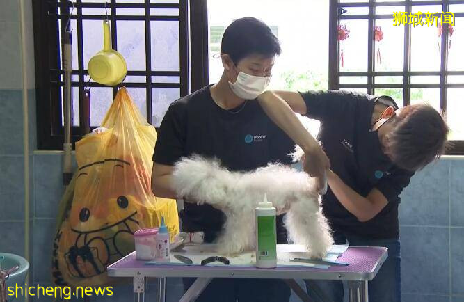 在新加坡赚钱难?今儿介绍个“疫”想不到的赚钱行业