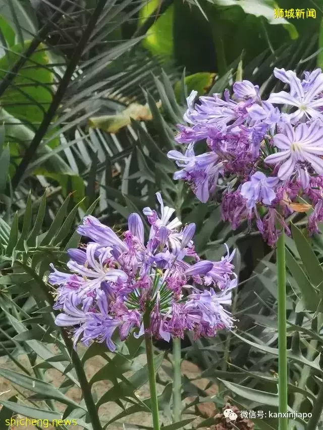 探访新加坡最美花园,只可惜这里的牡丹似乎缺少了点野性