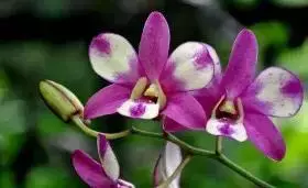 胡姬花～新加坡国花