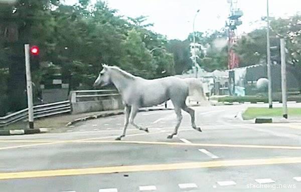 受惊白马闹市跑 油站被拦带回家