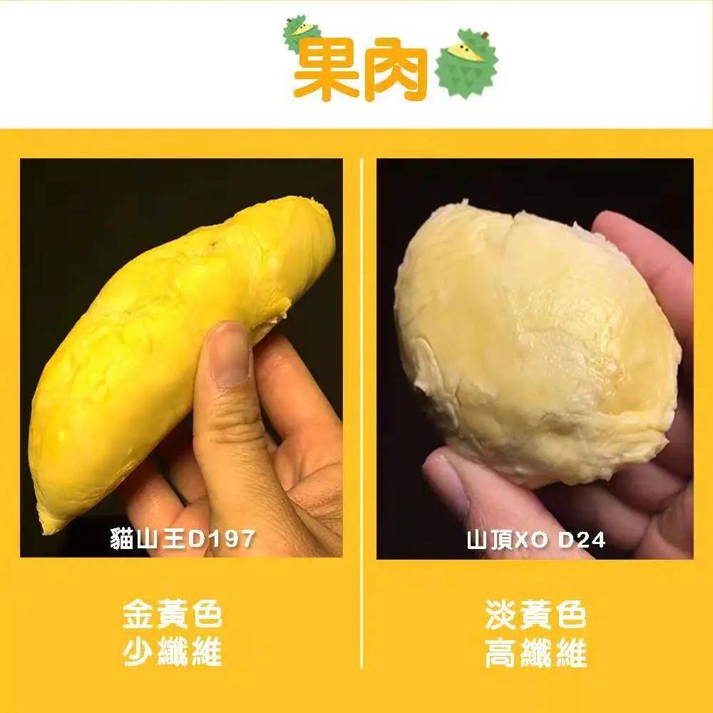 新加坡首家榴梿下午茶@榴梿宝宝!苏丹王PK猫山王想夺回王位可能吗