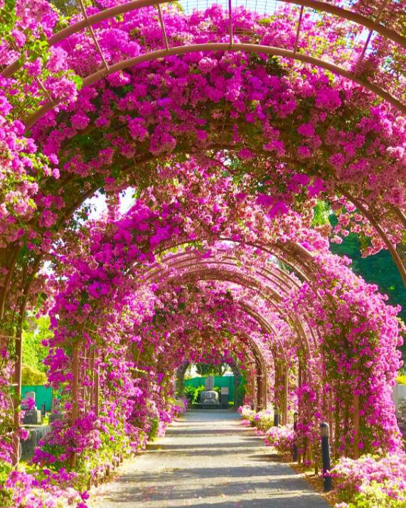 爆赞!新加坡10条最美巴士线路,花最少的钱玩遍全岛