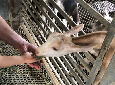 擠羊奶、餵山羊、看打架！我和孩子在新加坡找到了800多只山羊