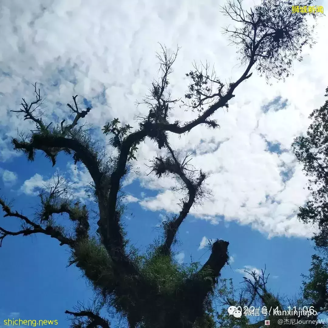 新加坡离岛攻略,半个多小时便能收获美景天堂