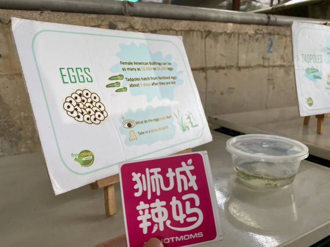 餵羊、擠奶、了解青蛙生長過程,新加坡的農場這麽牛