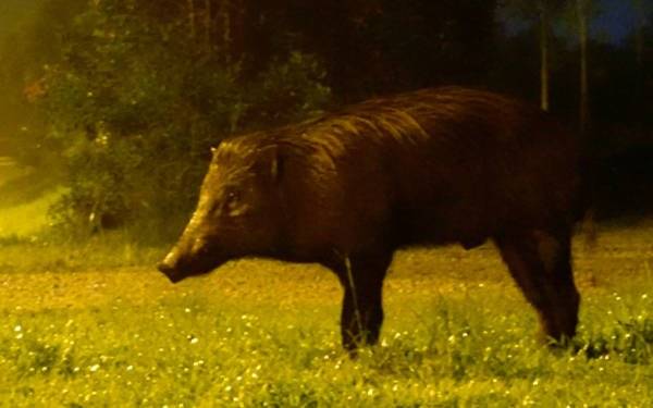 祖坟被野猪撞毁  家属忧破坏“家运”