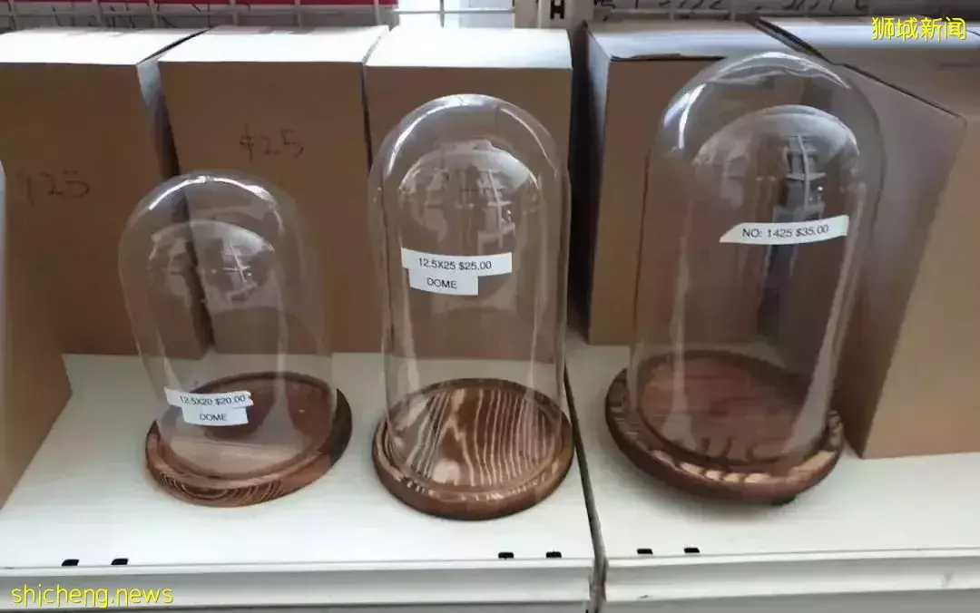 鮮花在熱帶也能養1個月？資深花友新加坡買花、養護大揭秘