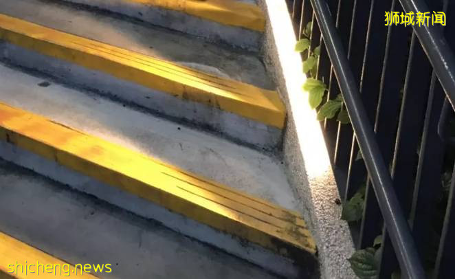 新加坡丨到了新加坡才知道的那些事兒（七）