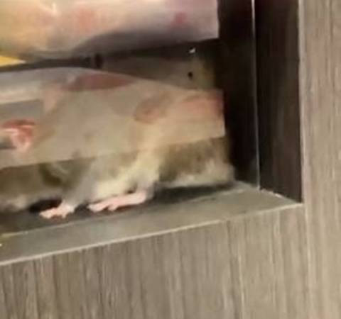 餐厅惊见群鼠偷吃 网民怒斥太不卫生