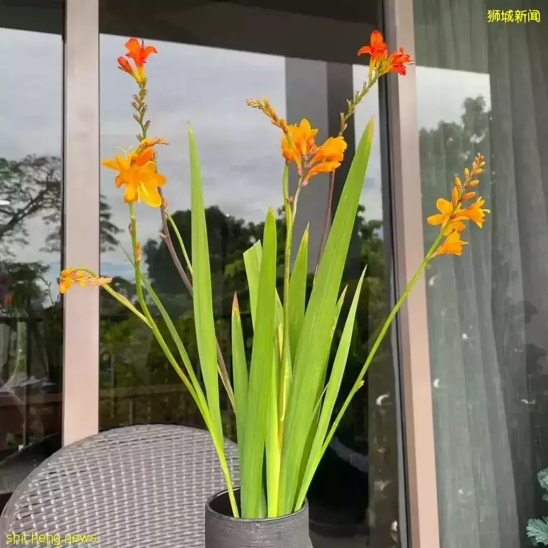 鮮花在熱帶也能養1個月？資深花友新加坡買花、養護大揭秘