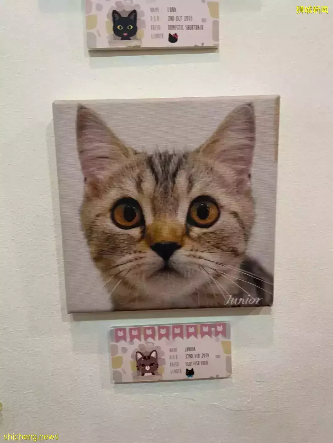 聊天、喝咖啡、撸貓……新加坡愛寵人士聚會好去處,軟萌貓咪等你來