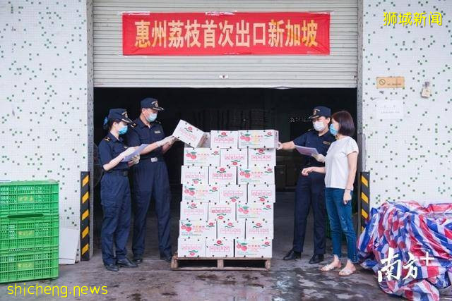惠州荔枝首次自主出口！23噸“妃子笑”運往新加坡!