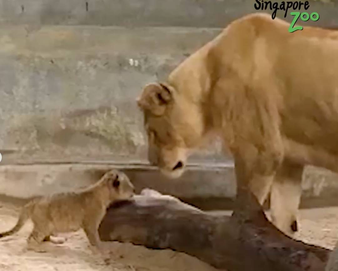激萌！“獅子王”出生在新加坡動物園！網友：好想擁有一只