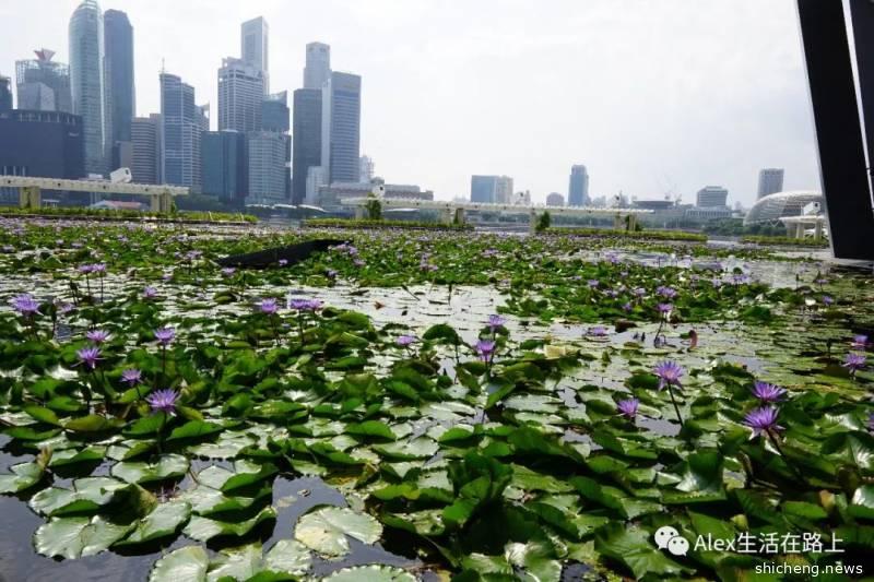 新加坡是最完美的城市吗