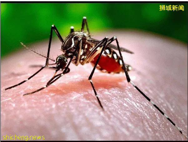 可能你在中国每天都干的事情在新加坡可能要坐牢