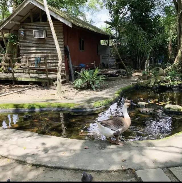 新加坡唯一动物度假村，就要说再见了……