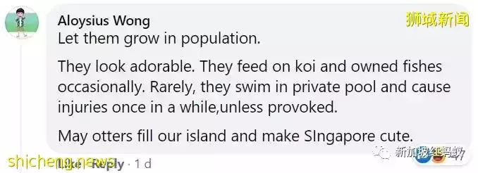 新加坡接连发生孔雀水獭伤人事件，引发舆论激辩到底该如何与野生动物共处